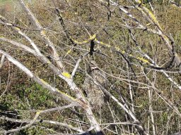 2017-12-17  Pai Natal SFAT